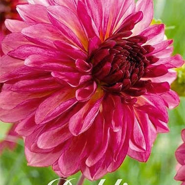 Dahlia Dekorativ Bacardi 1-pack